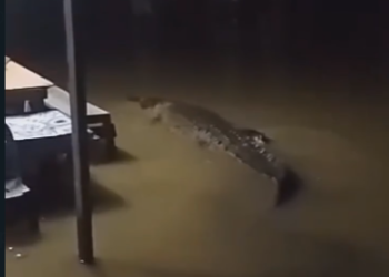 Banjir Melanda Sangatta, Netizen Ramai-ramai bagian Video Penampakan Buaya