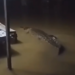 Banjir Melanda Sangatta, Netizen Ramai-ramai bagian Video Penampakan Buaya