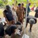 Pemuktahiran Data Keluarga Beresiko Stunting, DPPKB Kutim Turun Lapangan