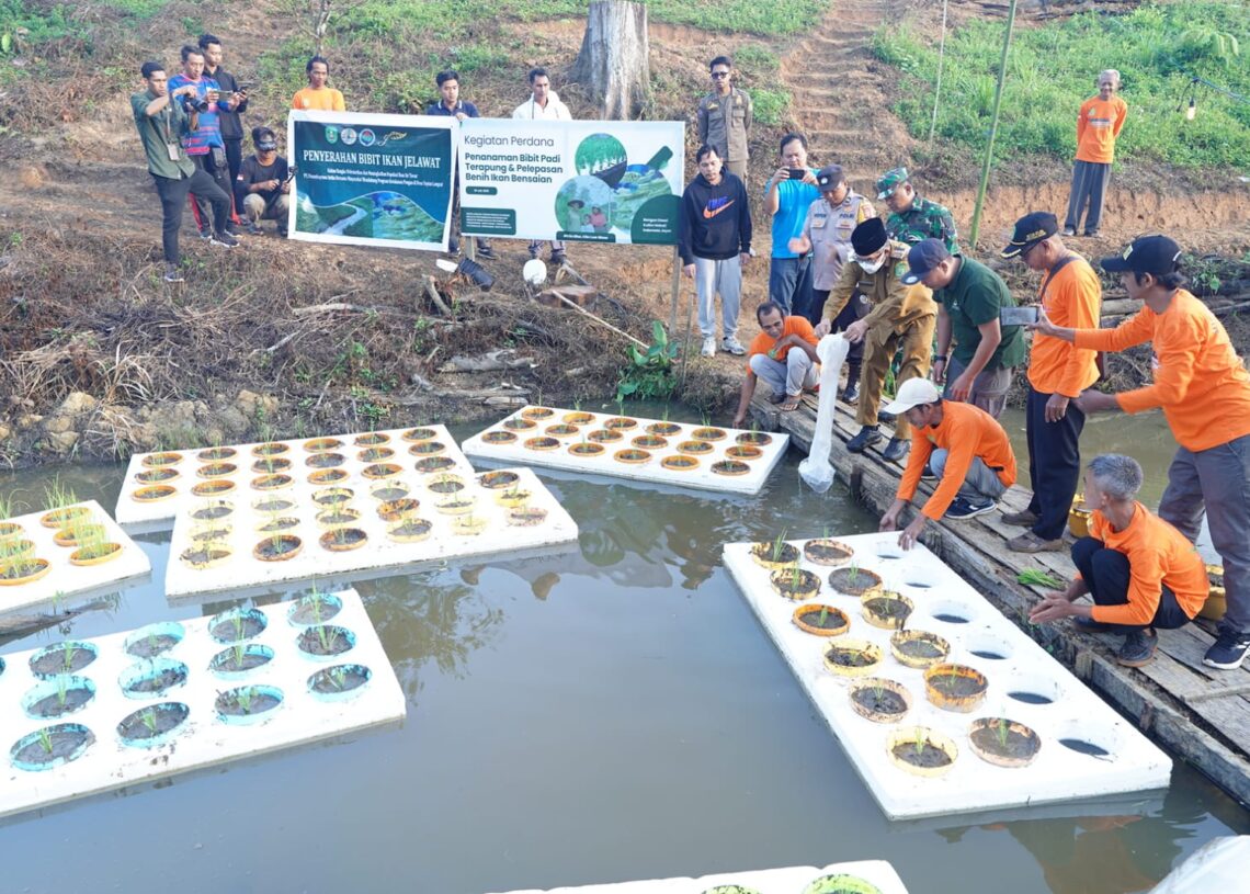 Padi Terapung dan Ikan Bensaian: Inovasi Pertanian untuk Ketahanan Pangan di Kutim