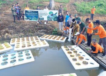 Padi Terapung dan Ikan Bensaian: Inovasi Pertanian untuk Ketahanan Pangan di Kutim