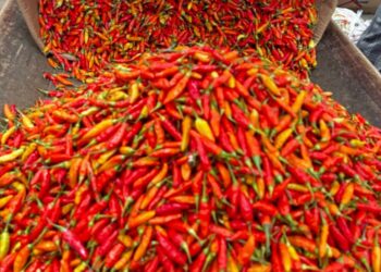 Disperindag Kutim Ungkap Penyebab Lonjakan Harga Cabai, Kini Mulai Turun