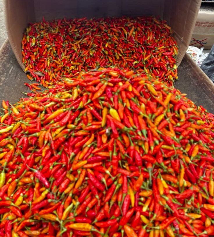 Disperindag Kutim Ungkap Penyebab Lonjakan Harga Cabai, Kini Mulai Turun