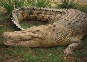 Penangkaran Buaya Dinilai Jadi Jalan Keluar Konflik Satwa di Kutai Timur