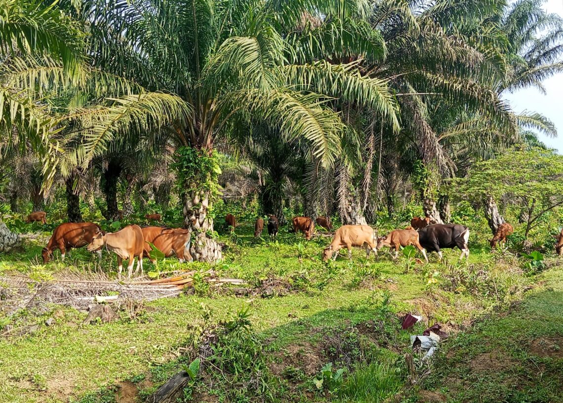 Potensi Desa Selangkau Dari Laut hingga Wisata Alam, Jadi Andalan Ekonomi Warga
