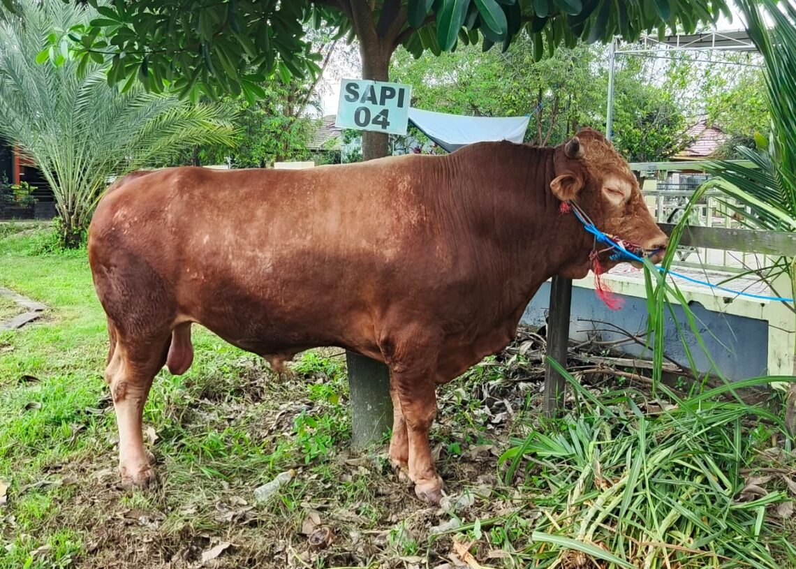 Sapi Kurban Presiden di Kutim Lolos Pemeriksaan, Berat Capai Hampir Satu Ton