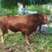Sapi Kurban Presiden di Kutim Lolos Pemeriksaan, Berat Capai Hampir Satu Ton