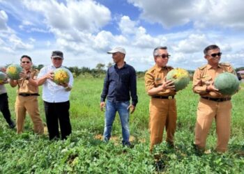 Di Antara Sawit dan Pangan, Teluk Pandan Menjaga Lahan Pertanian Rakyat