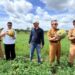 Di Antara Sawit dan Pangan, Teluk Pandan Menjaga Lahan Pertanian Rakyat
