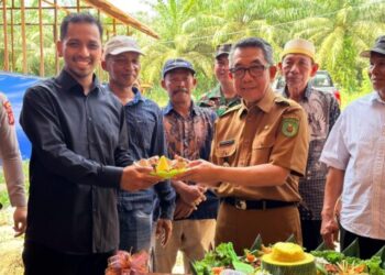 Melon Tumbuh di Tengah Hamparan Sawit, Petani Teluk Pandan Cari Sumber Penghasilan Baru