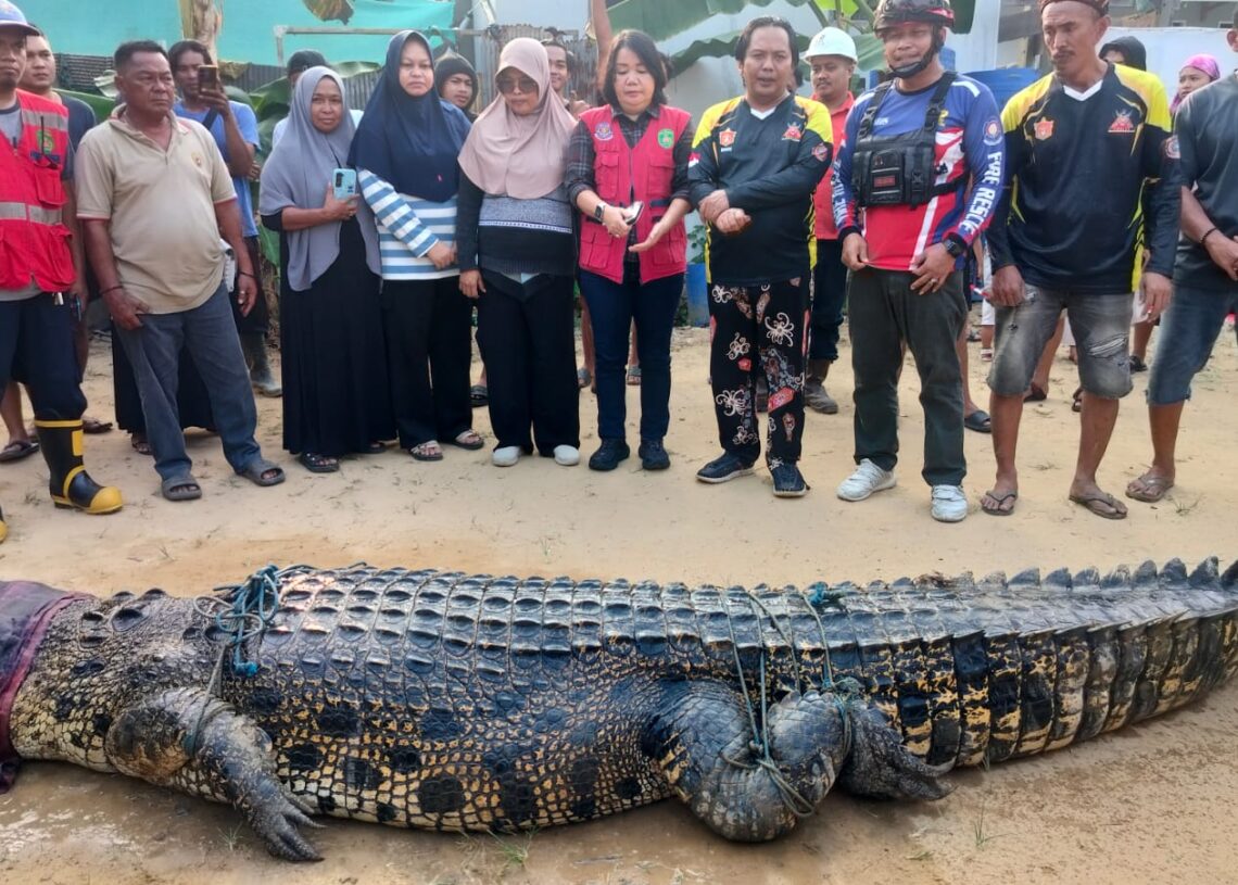 Buaya 4,4 Meter Dievakuasi Usai Diduga Serang Warga di Sangatta Utara