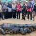 Buaya 4,4 Meter Dievakuasi Usai Diduga Serang Warga di Sangatta Utara